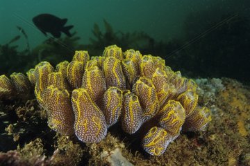 Kolonie des zusammengesetzten Ascidian Australian NSW