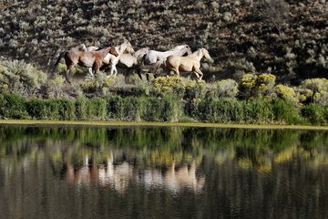 Horde gallopping along a water point Oregon the USA