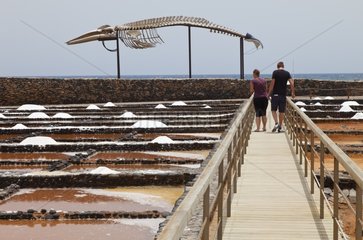Whale skeleton and saline Fuerteventura Salt Museum
