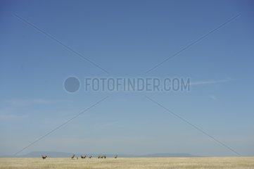 Bubals the plains in the Serengeti NP Tanzania
