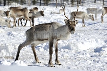 Reindeers in an animal breeding Kaamanen Finland