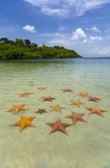 Starfish on sand Caribbean Sea Isle Colon Panama