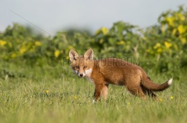 Cub Red Fox standing in a meadow at spring GB