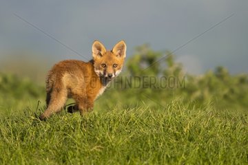 Cub Red Fox standing in a meadow at spring GB