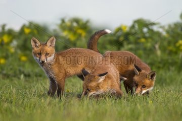 Cubs Red Foxes playing in a meadow at spring GB