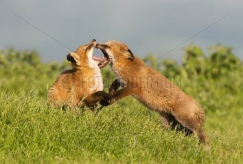 Cubs Red Foxes playing in a meadow at spring GB