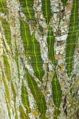 Bark of a tropical tree PN Chagres Panama