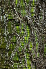 Bark of a tropical tree PN Chagres Panama
