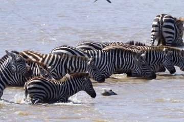 Grant's zebras attacked by a Nil crocodile Kenya