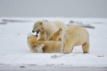 Polar bears in the Arctic National Wildlife Refuge Alaska