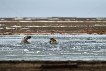 Polar bears in a river in Alaska