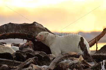 Polar bears on a whale carcass Alaska