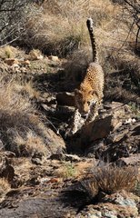 Male leopard descending a rocky escarpment Namibia
