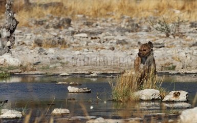 Spotted hyena looking for prey on a waterhole Namibia
