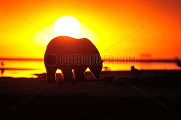 Polar bear in the evening at sunset in Alaska