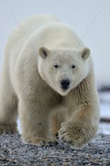 Polar bear in the Arctic National Wildlife Refuge in Alaska