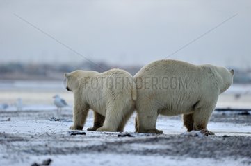 Polar bears in the Arctic National Wildlife Refuge in Alaska