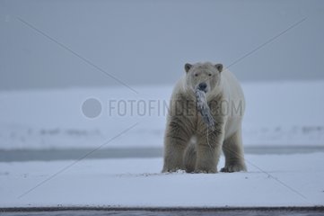 Polar bear in the Arctic National Wildlife Refuge in Alaska