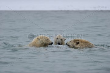 Polar bears in water in Alaska
