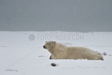 Polar bear lying Arctic National Wildlife Refuge in Alaska