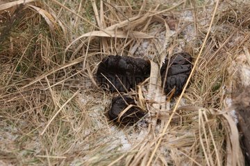 Eurasian boar excrements in the forest in the Ile de France