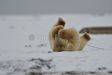 Polar bear in the Arctic National Wildlife refuge in Alaska