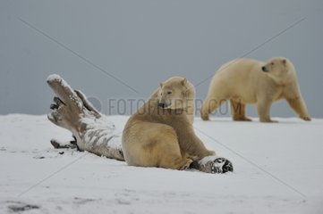 Polar bear in the Arctic National Wildlife refuge in Alaska