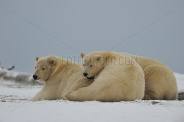 Polar bears in the Arctic National Wildlife refuge in Alaska