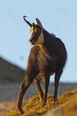 Chamois male having a broken horn during a fight in the rut