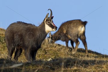 Chamois male having a broken horn during a fight in the rut
