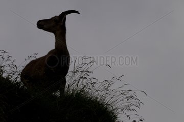 Silhouette of Alpine ibex in grass Switzerland