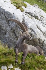Alpine ibex male lying in the grass Swiss Alps