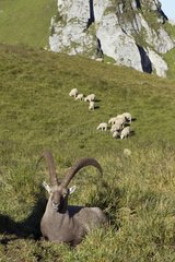 Male Alpine ibex and sheep on pasture Switzerland