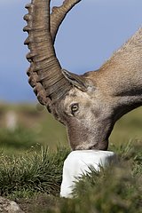 Ibex licking a rock salt for sheep Alps Switzerland