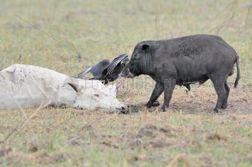 Feral pig feeding on a dead cow Pantanal Brazil