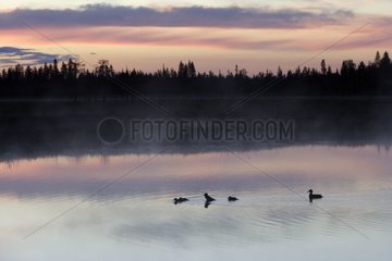 Enten rutschen auf einen See im Twilight Finnland