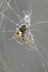 Spider weaving its cobweb