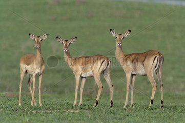 Groupe de jeunes Impala dans la savane