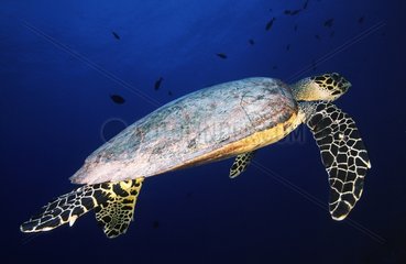 Meeresschildkröte fangen in einem Netto Tuamotu Französisch -Polynesien