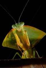 Portrait of Leaf Mantid on the lookout French Guiana