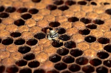 Geburt einer männlichen Biene  die aus der Zelle kommt