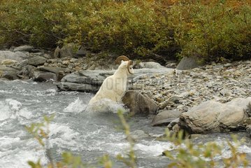 Widder von Dalls Schafen im Fluss NP Denali Alaska