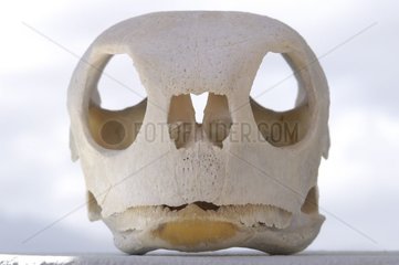 Crâne de Tortue verte Nouvelle-Calédonie