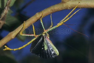 Male Stick insect with open wings Madagascar