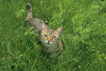 Grey Cat with green eyes in grass