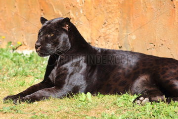 Jaguar (Panthera onca) melanic