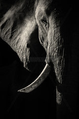 A side-lit African Elephant (Loxodonta africana) as the sun sets in the Maasai Mara.