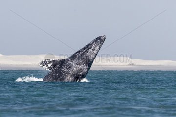 Gray Whale (Eschrichtius robustus)  adult  breaching  Ojo de Liebre Lagoon (formerly known as Scammon's Lagoon)  Guerrero Negro  Baja California Sur  Mexico