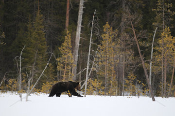Brown Bear (Ursus arctos) female walking snow at the edge of forest in late winter early spring  Finland