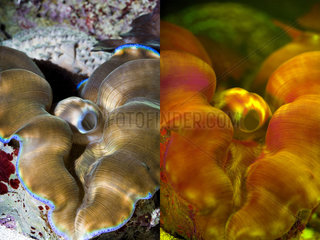 Southern giant clam  Tridacna derasa. Left photographed with daylight and right showing fluorescent colours photographed under special blue or ultraviolet light and filter. Many animals are intensely fluorescent under certain light wavelengths. Shallow water reef-building fluorescent corals seem to be more resistant to coral bleaching than other corals  and the higher the density of fluorescent pigments  the more likely to resist. This enables them to better protect the zooxanthellae that help sustain them. The pigments that fluoresce are photoproteins  and a current theory is that this acts as a type of sunscreen that prevents too much UV light damaging the zooxanthallae. These corals have the photoproteins above the zooxanthallae to protect them. Corals that grow in deeper water  where light is scarce  are using fluorescence to absorb UV light and reflect it back to the zooxanthallae to give them more light to turn into nutrients. These corals have the photoproteins below the zooxanthallae to reflect it back. Photographed in aquarium. Portugal